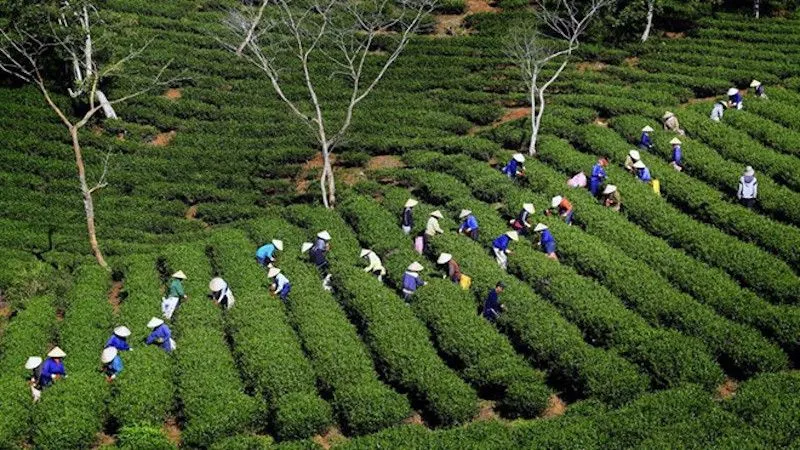 Cau Dat Tea Hill 2.jpg