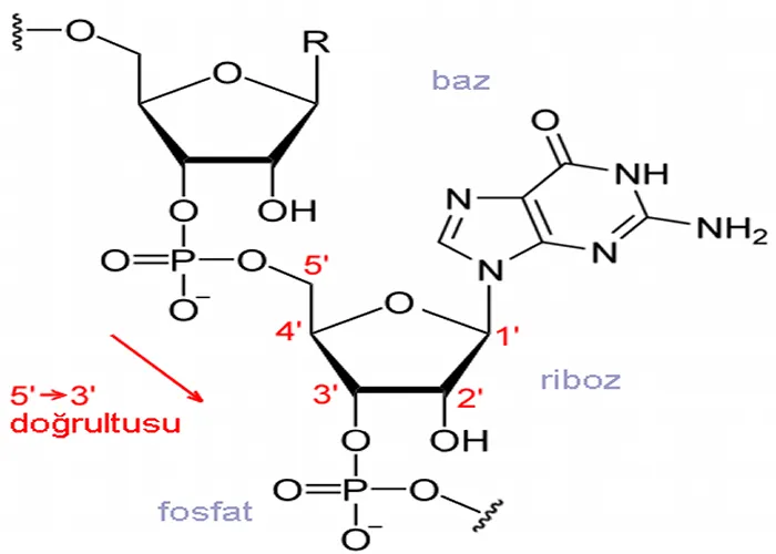 RNA_chemical_structure_tr1.png