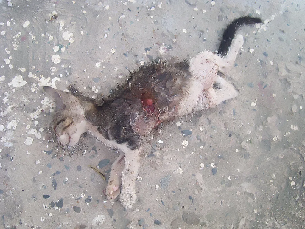 dead_kitten_by_james_verdi.jpg