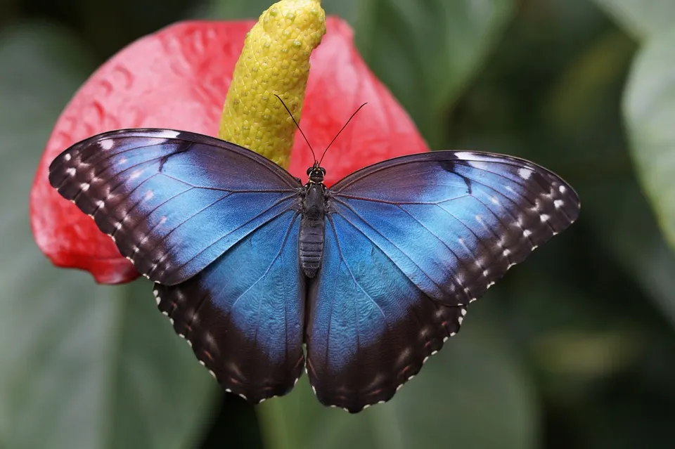 blue-morpho-784979_960_720.jpg