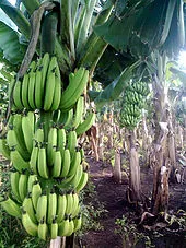 170px-Banana_farm_Chinawal.jpg