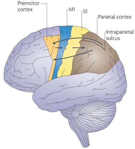 Active_selection_cognition.png