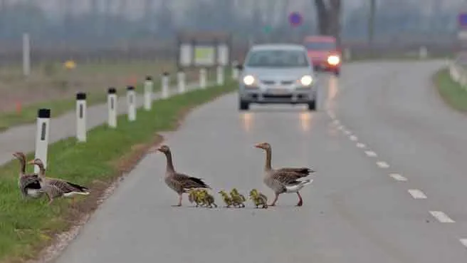 ANIMALI_INCIDENTI_STRADALI.jpg