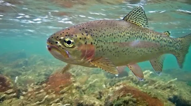 3a-rainbow-trout-157420493.jpg