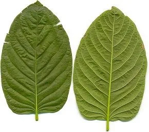 Kratomgadens-Kratom-leafes.jpg