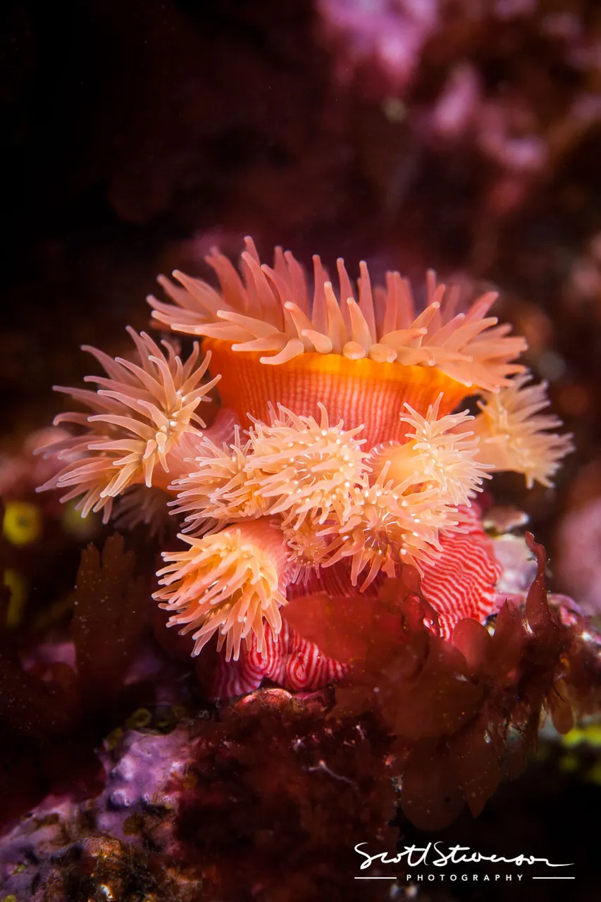 Proliferating Anemones-5.jpg