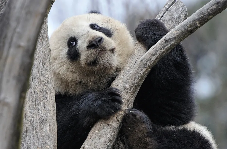 panda-foto-josef-gelernter.jpg