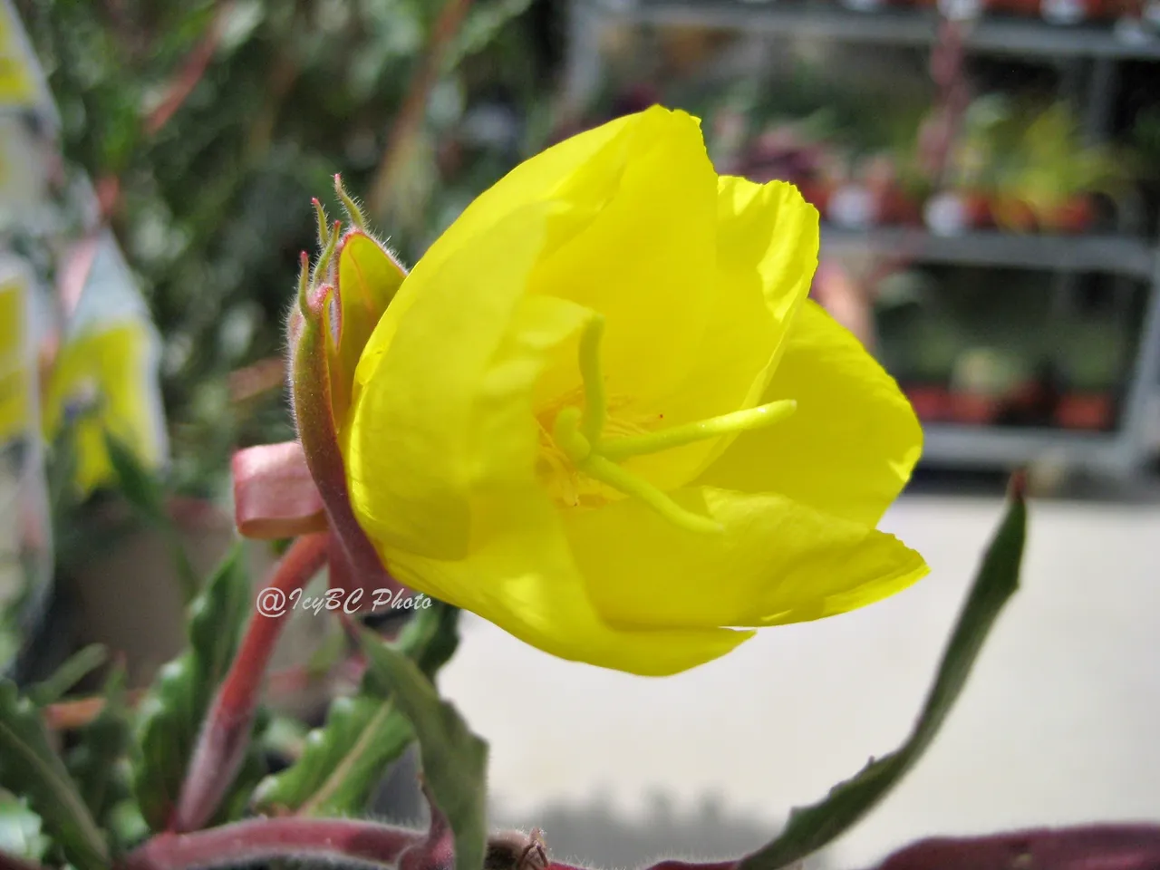 yellow sunset primrose.JPG