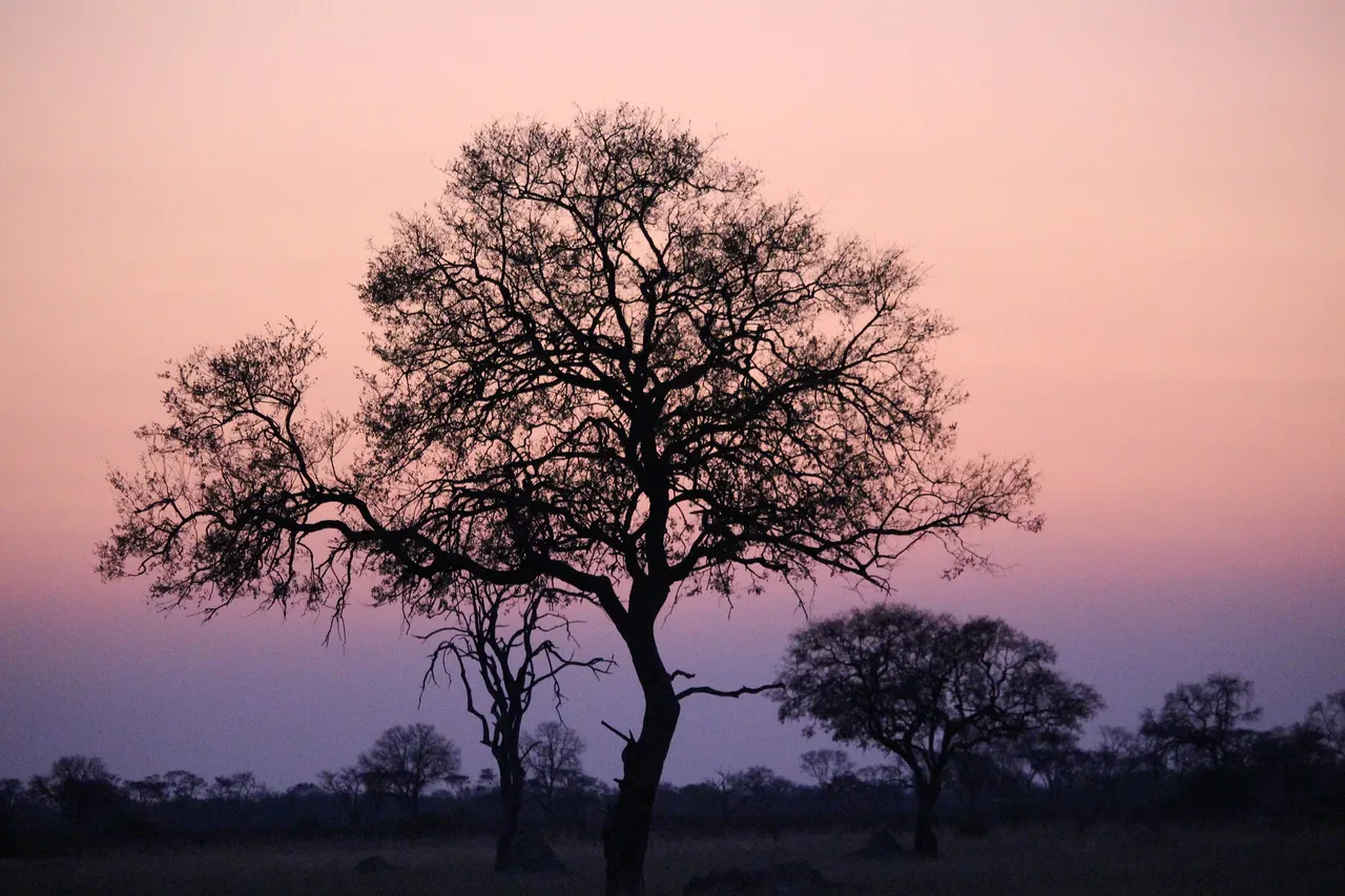 africa-sunset-1132749_1920.jpg