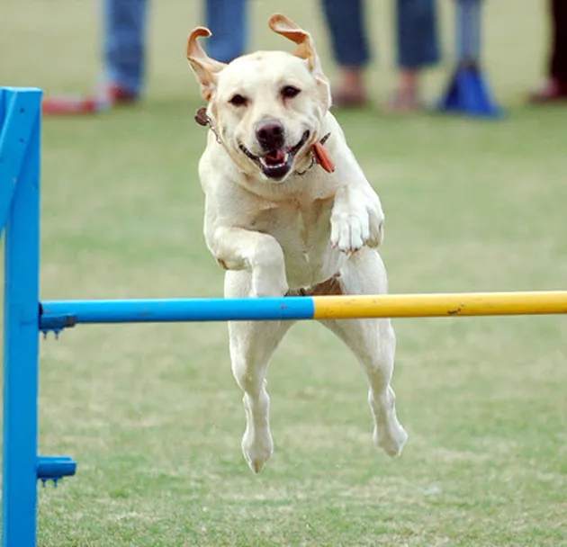 Labrador-Retriever-Agility.png