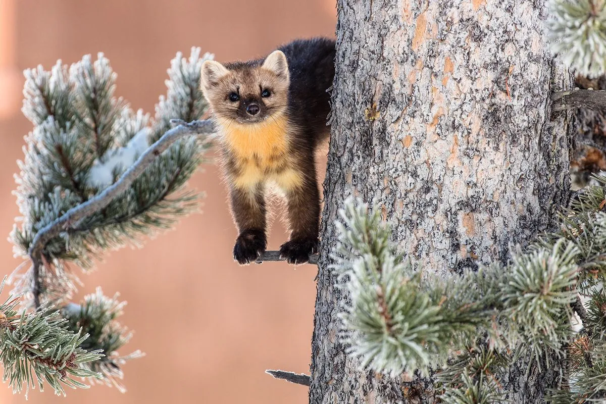 A marten in a tree.jpg