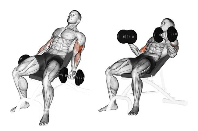 Incline Dumbbell curls.jpg