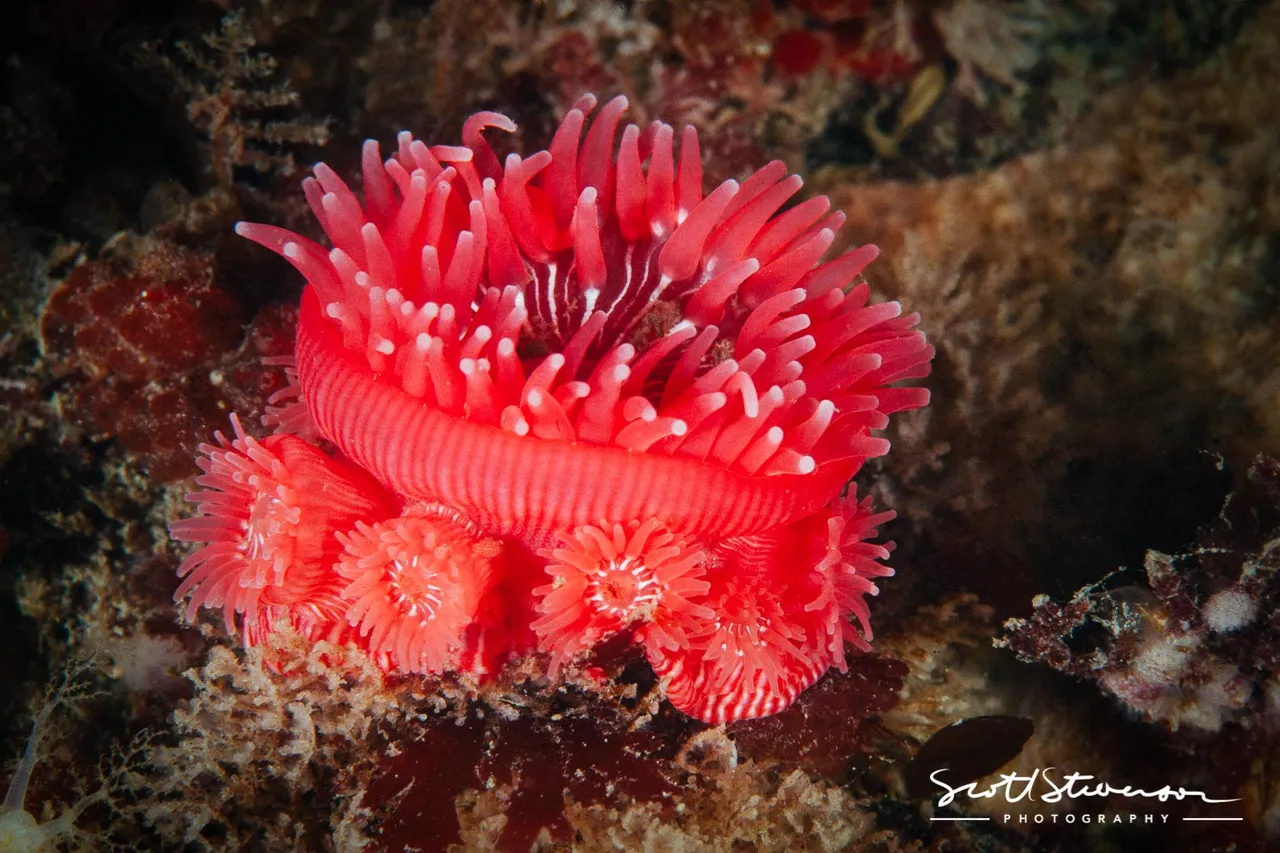 Proliferating Anemones-6.jpg