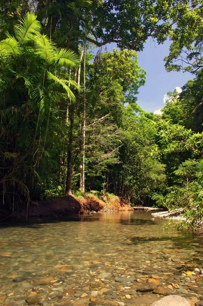 Cape Tribulation creek.jpg