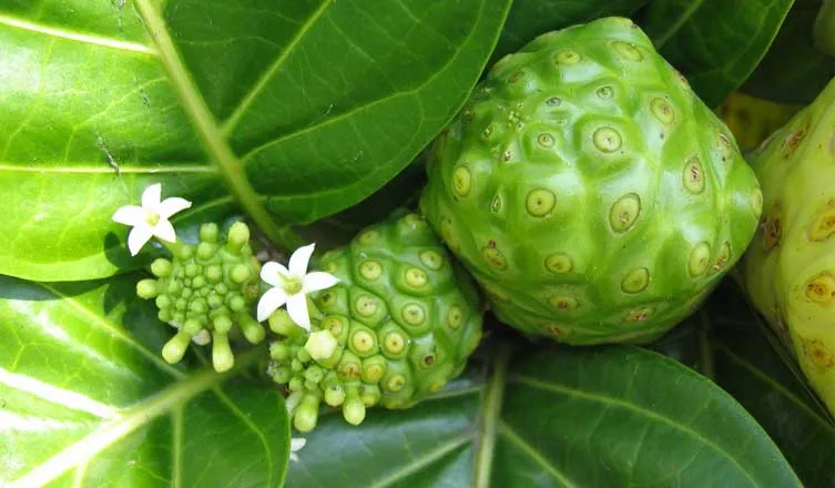 noni-juice-health-benefits.jpg