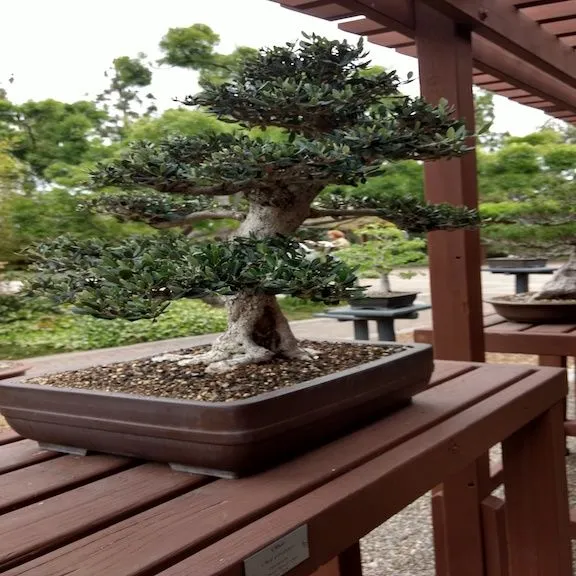 Japanese Garden Bonsai.jpg