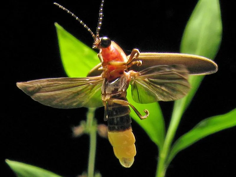 photinus_pyralis_firefly_4.jpg