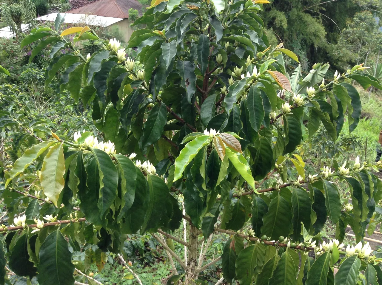 Coffee Plant Flowering.JPG