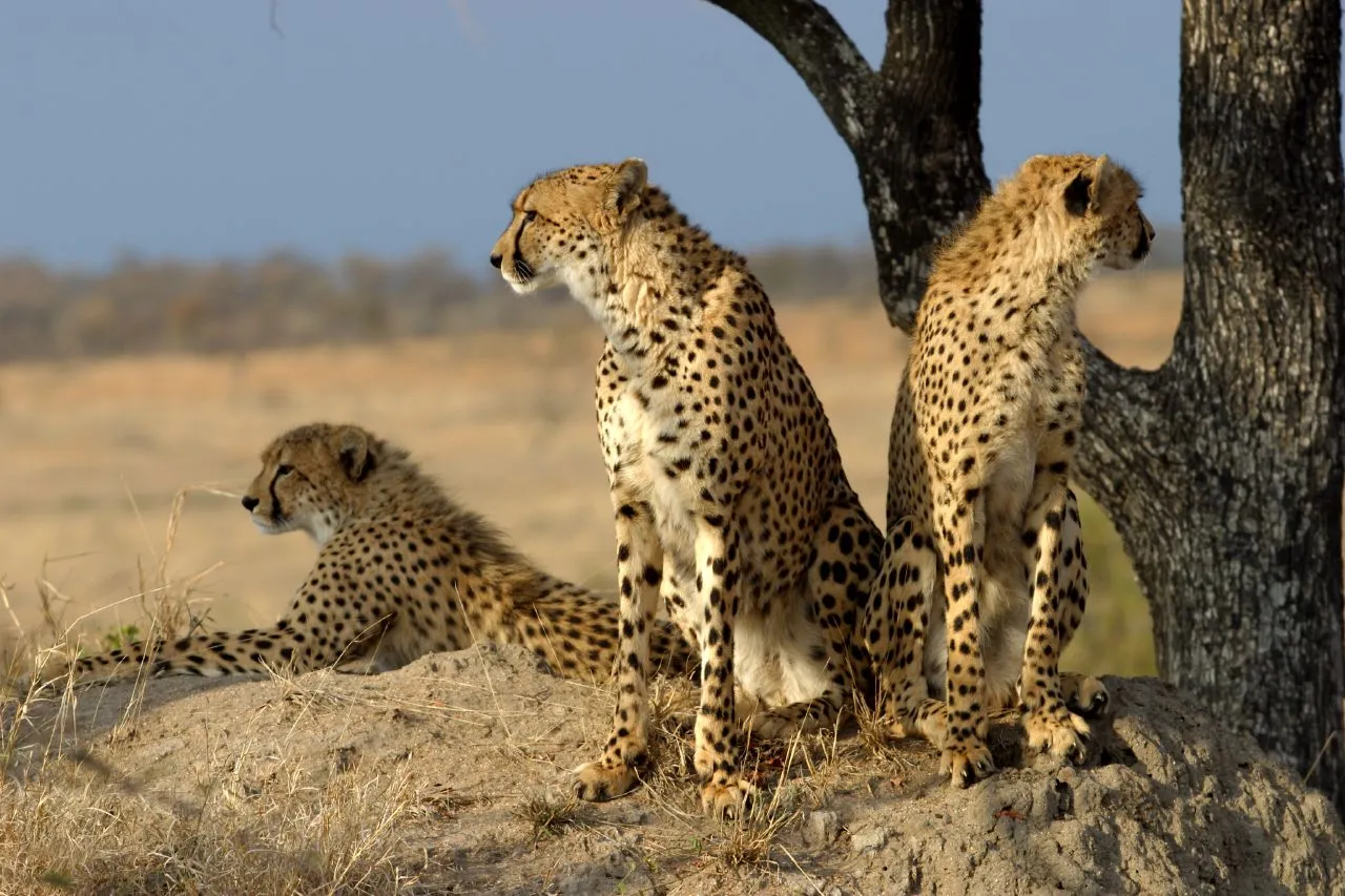 Acinonyx_jubatus_Sabi_Sand.jpg