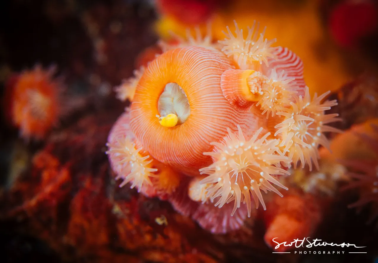 Proliferating Anemones-1.jpg