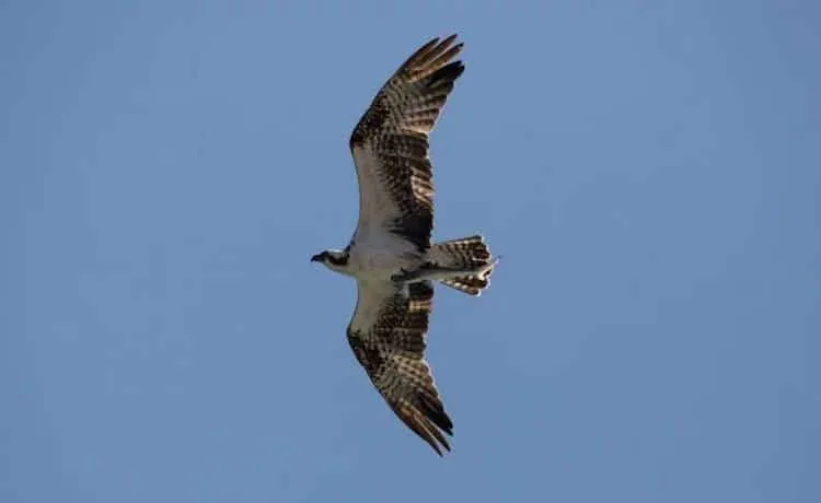 doc-jon-bird-photography-1.jpg