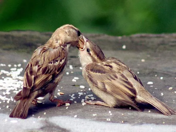 20-1490005362-sparrow-day3.jpg