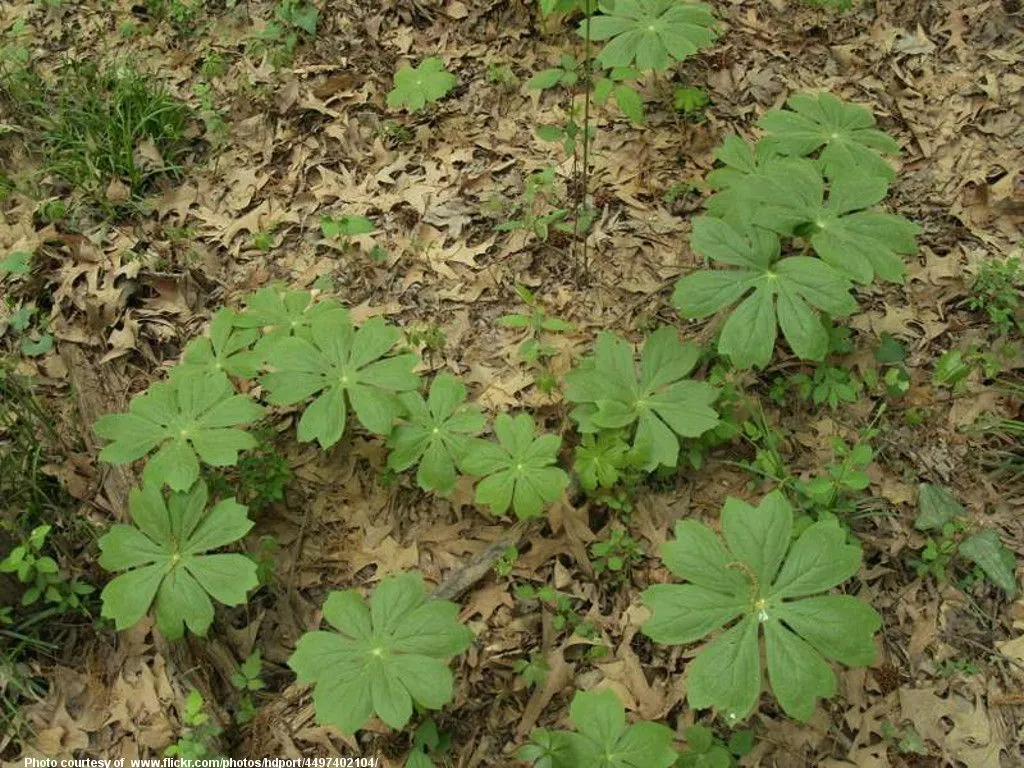 NewSpringGrowth-001-041118.jpg