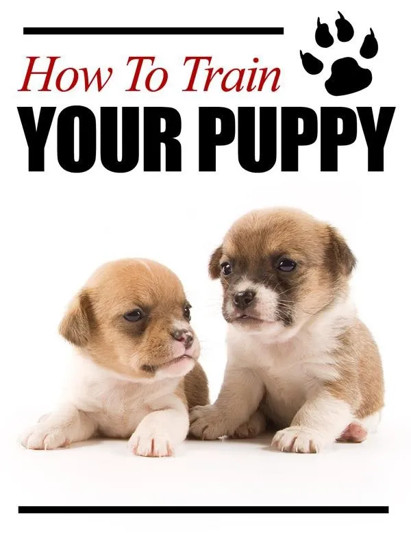 puppy training