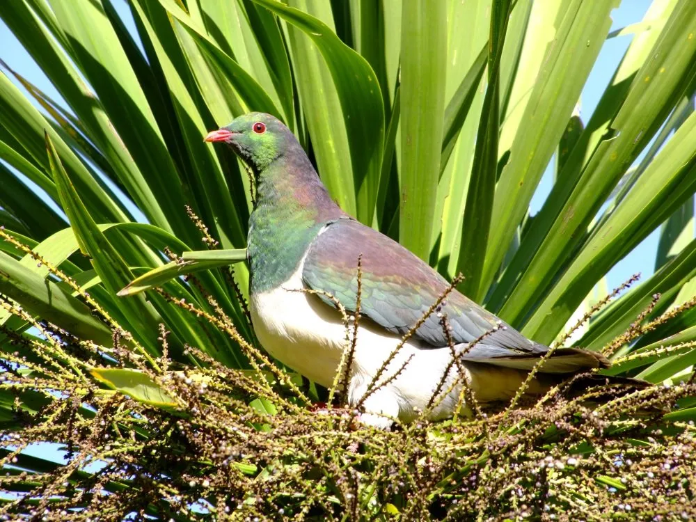 wood pigeon