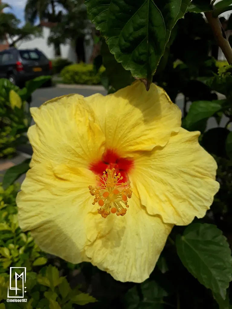 ntopaz-image-0