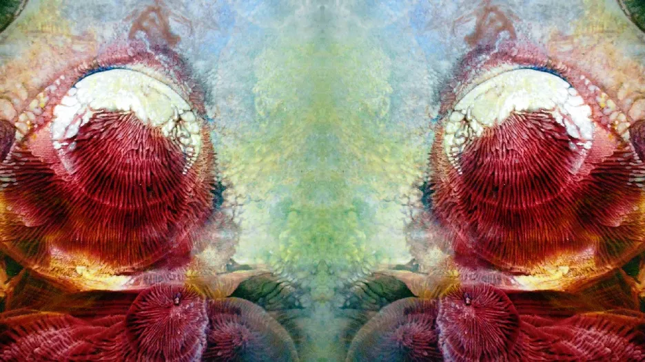 ntopaz-image-0