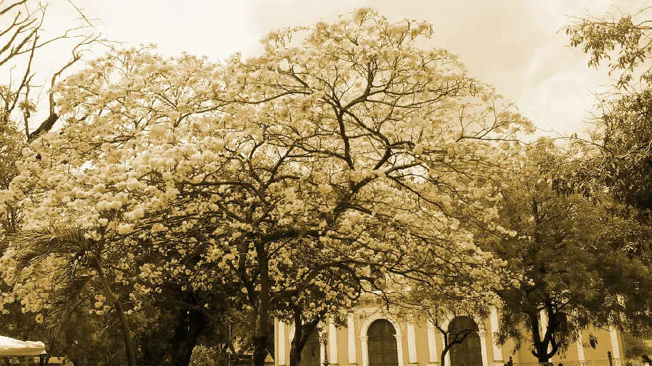ntopaz-image-0
