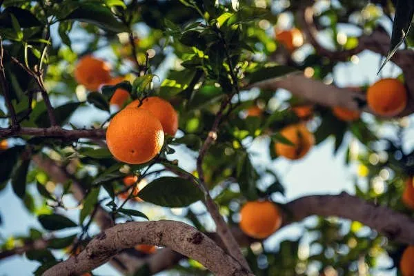 Obstbaum