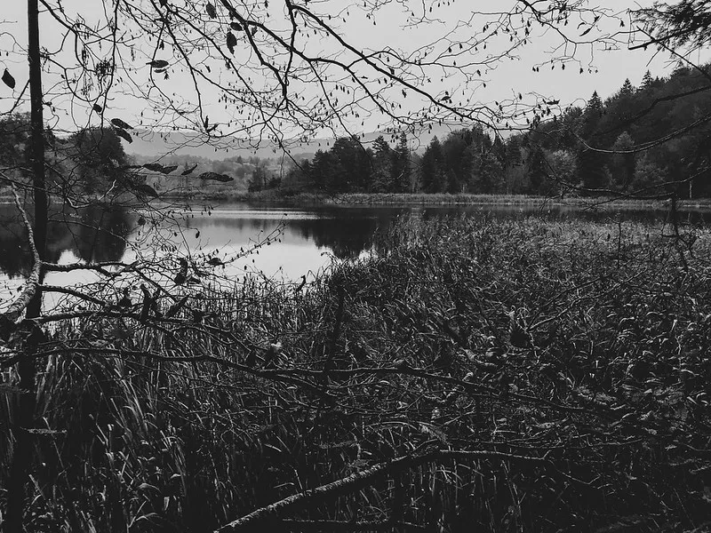 Lake view