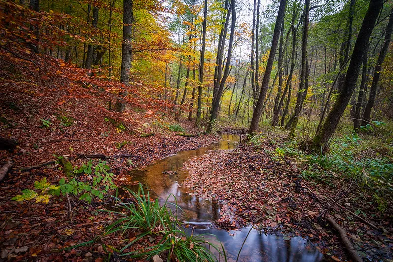 Forest