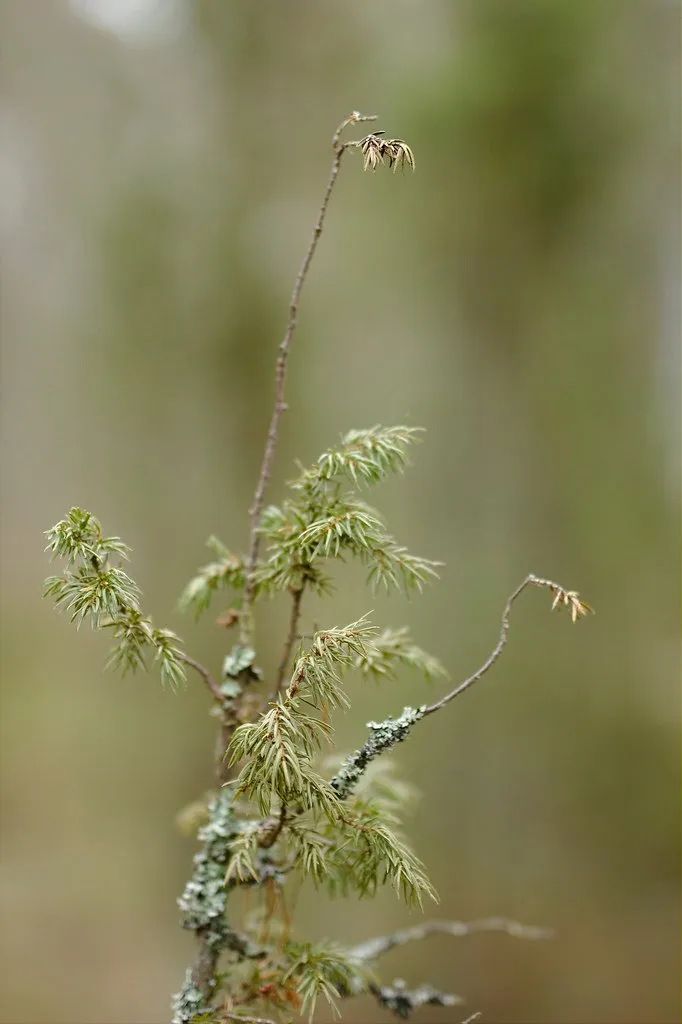 Juniper