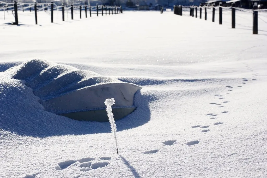 The rabbit's path.
