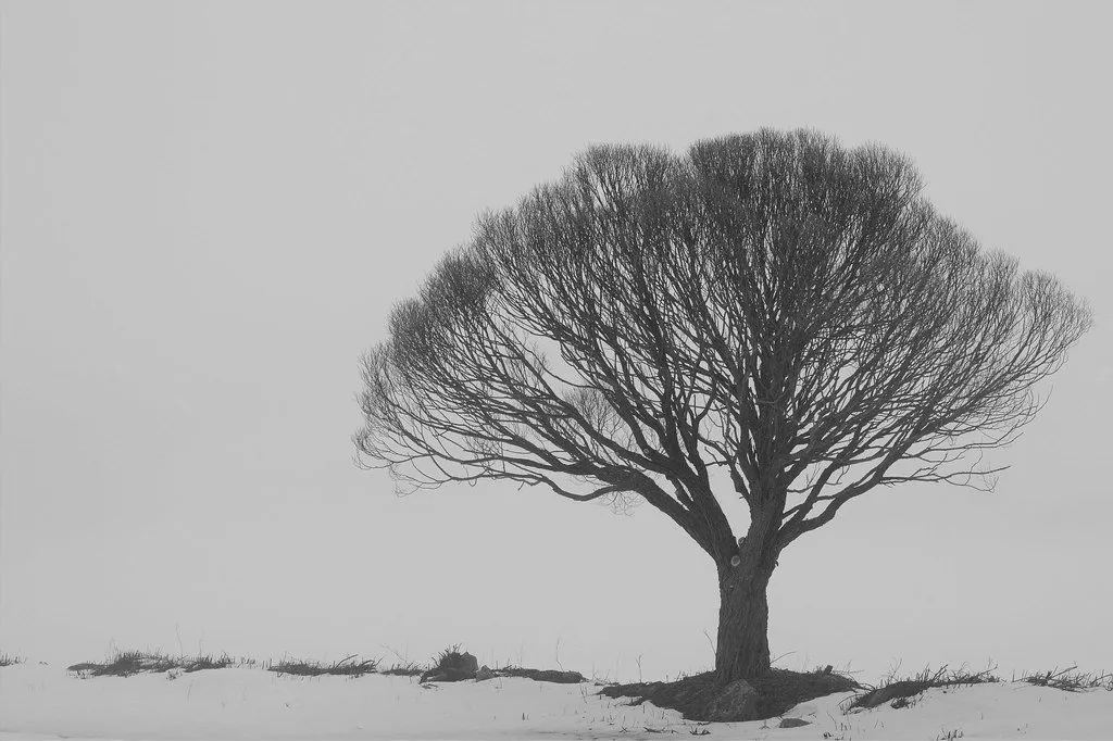 "Grayscale Willow"