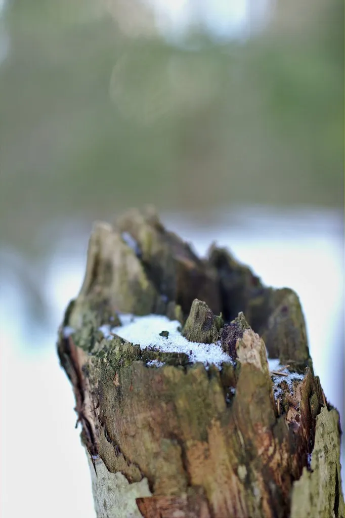 Treestump Bokeh 3
