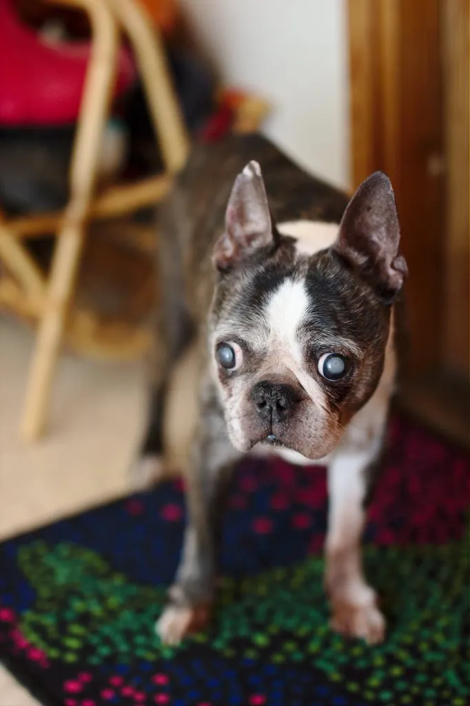 Peetu