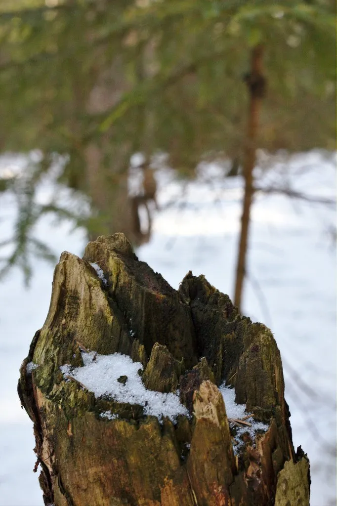 Treestump Bokeh 2