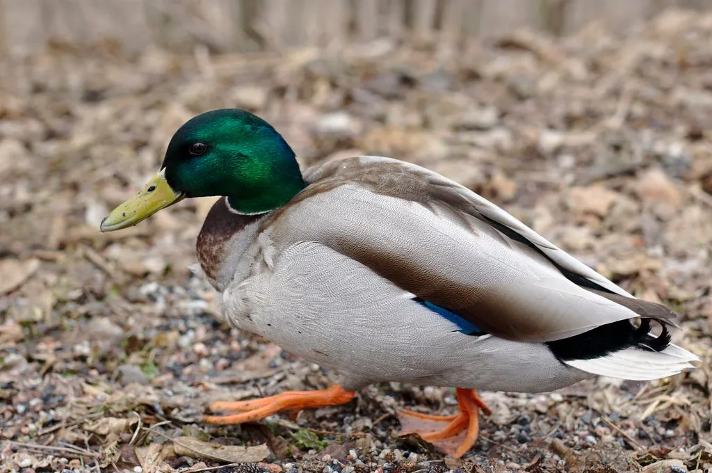 Mallard