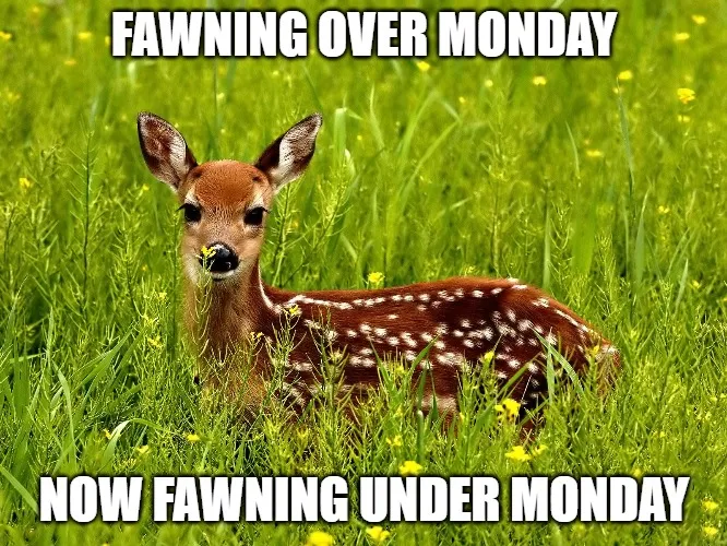 fawn.jpg