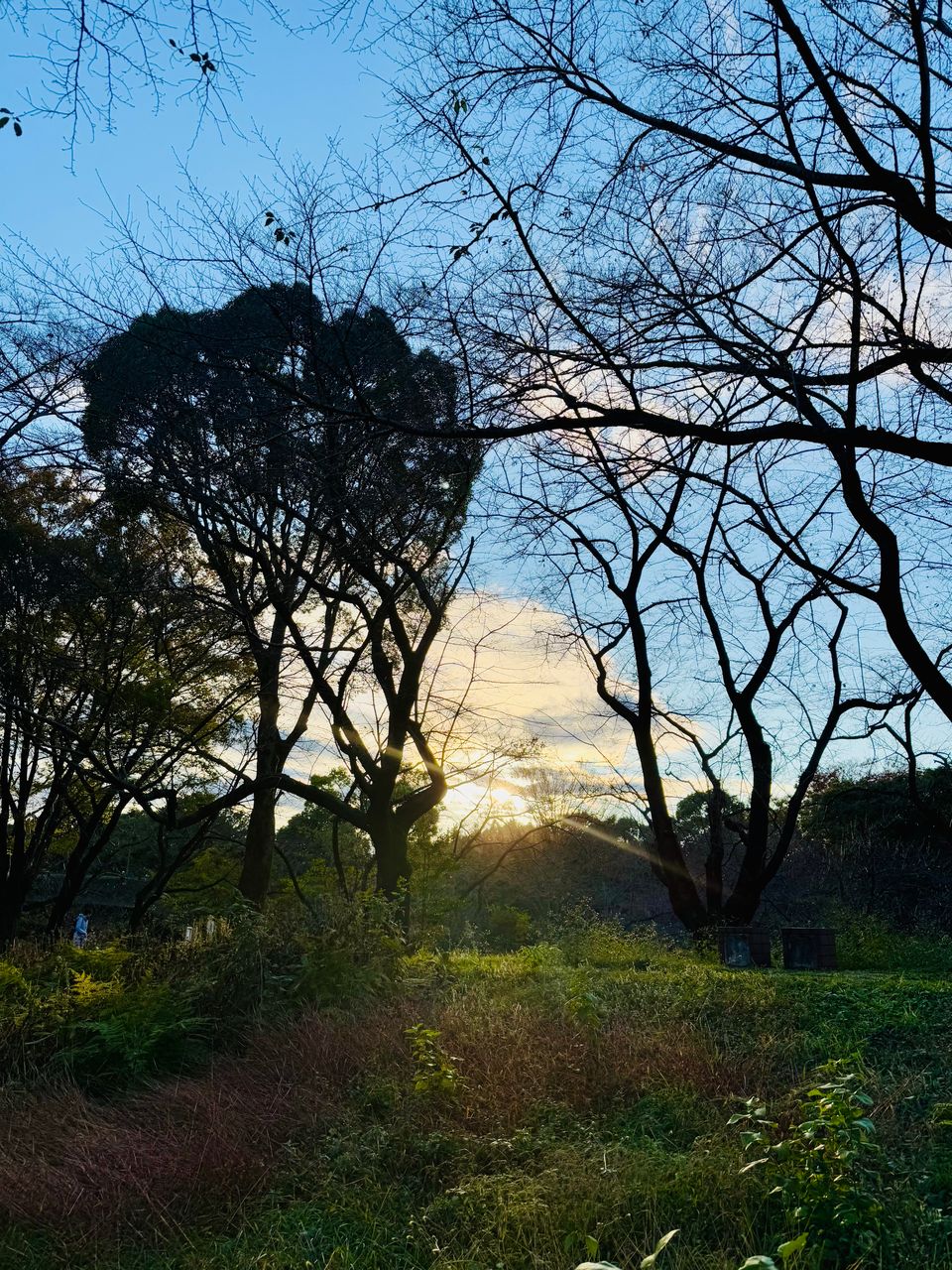 Cherry blossoms area