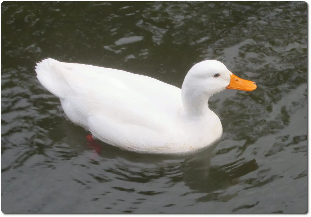 Pekin Duck Port Edward