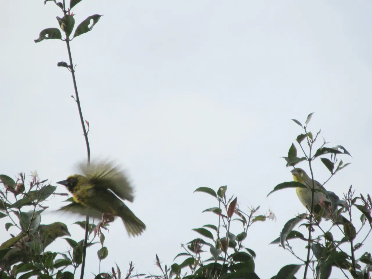 Weaver Birds Flight