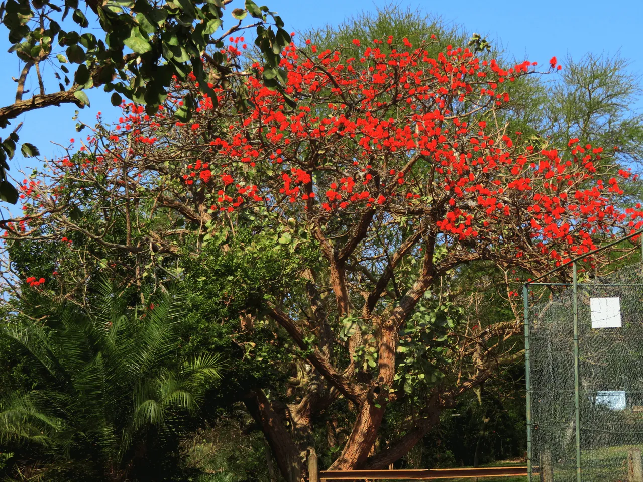 Broad-leaf Coral Tree