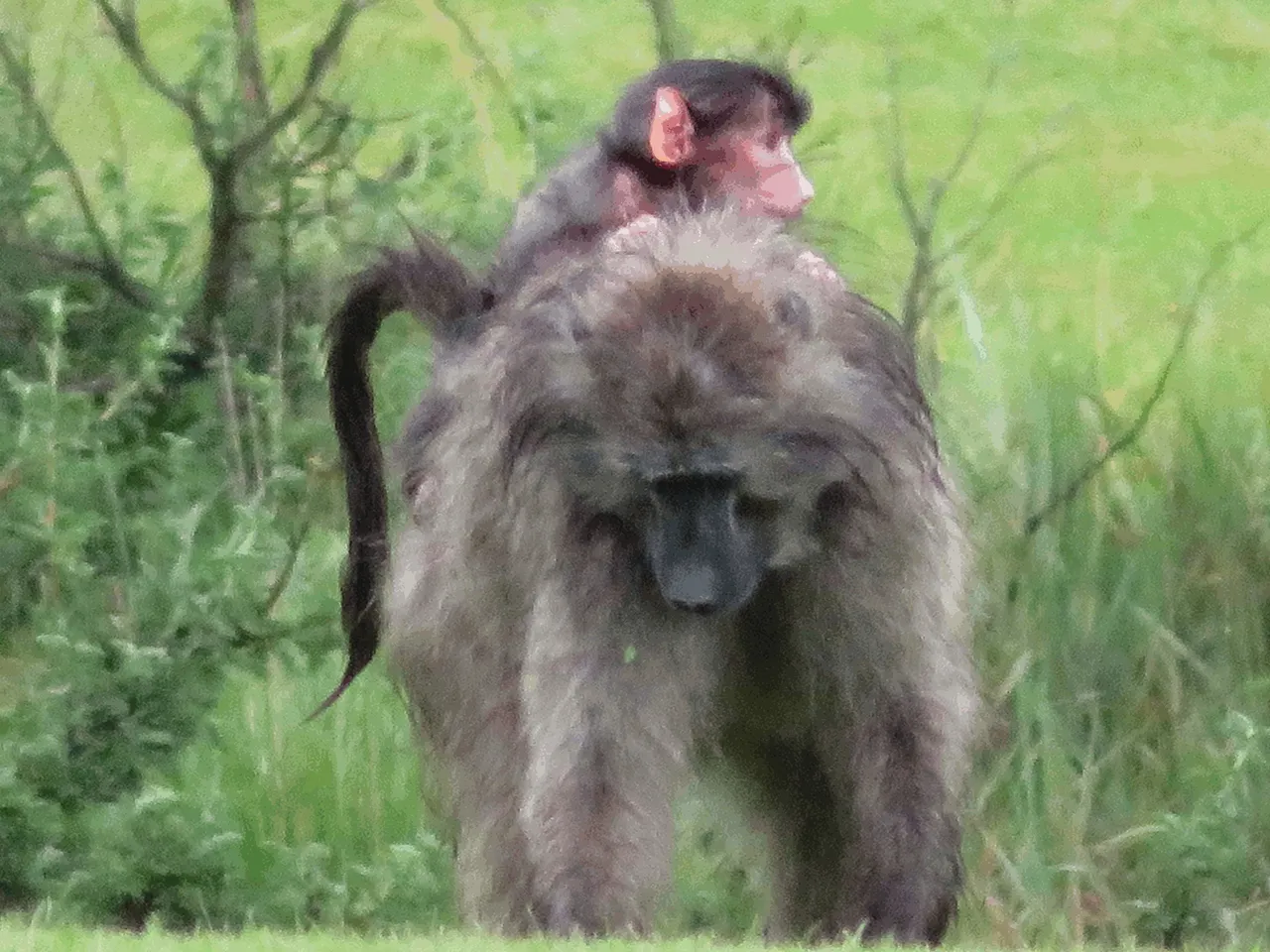 Baboons