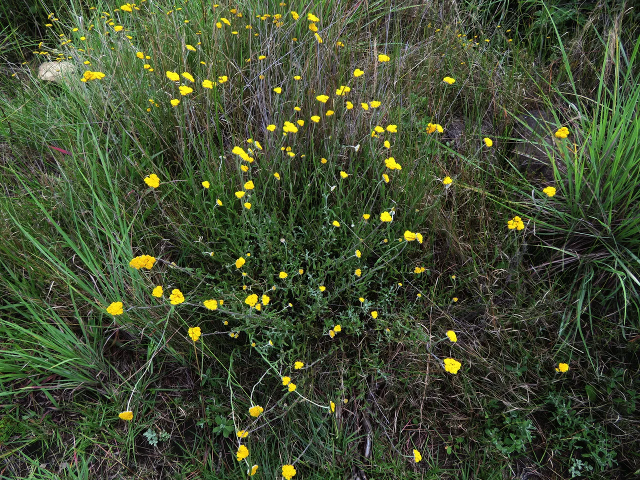 Yellow crassula Flower