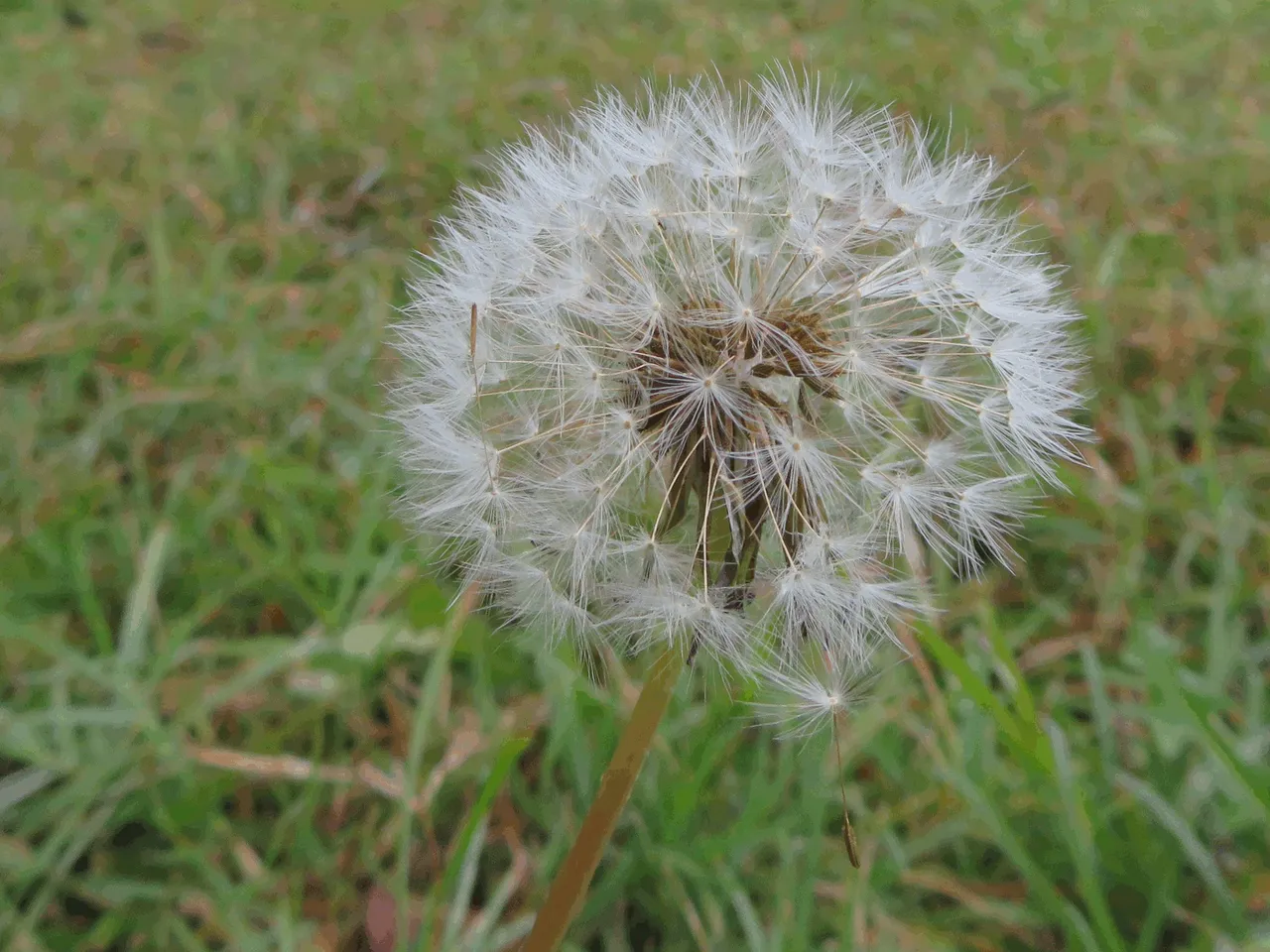 Dandelines